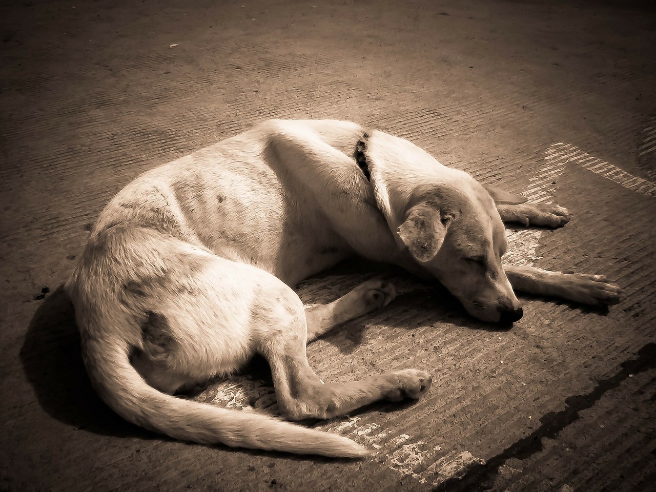 dog-218110_1280